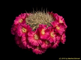 Sulcorebutia cylindrica v. crucensis HS45 2288